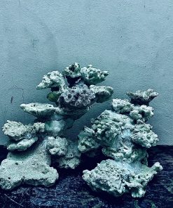 MÃ 254 - LAYOUT CÁ CẢNH BIỂN BỂ 40CM - ROYALAQUA