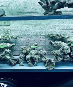 MÃ 379 - LAYOUT CÁ BIỂN BỂ 140CM - ROYALAQUA