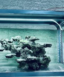 MÃ 380 - LAYOUT CÁ BIỂN BỂ CUBIC 60CM - ROYALAQUA