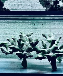 MÃ 381 - LAYOUT CÁ BIỂN BỂ 80CM - ROYALAQUA