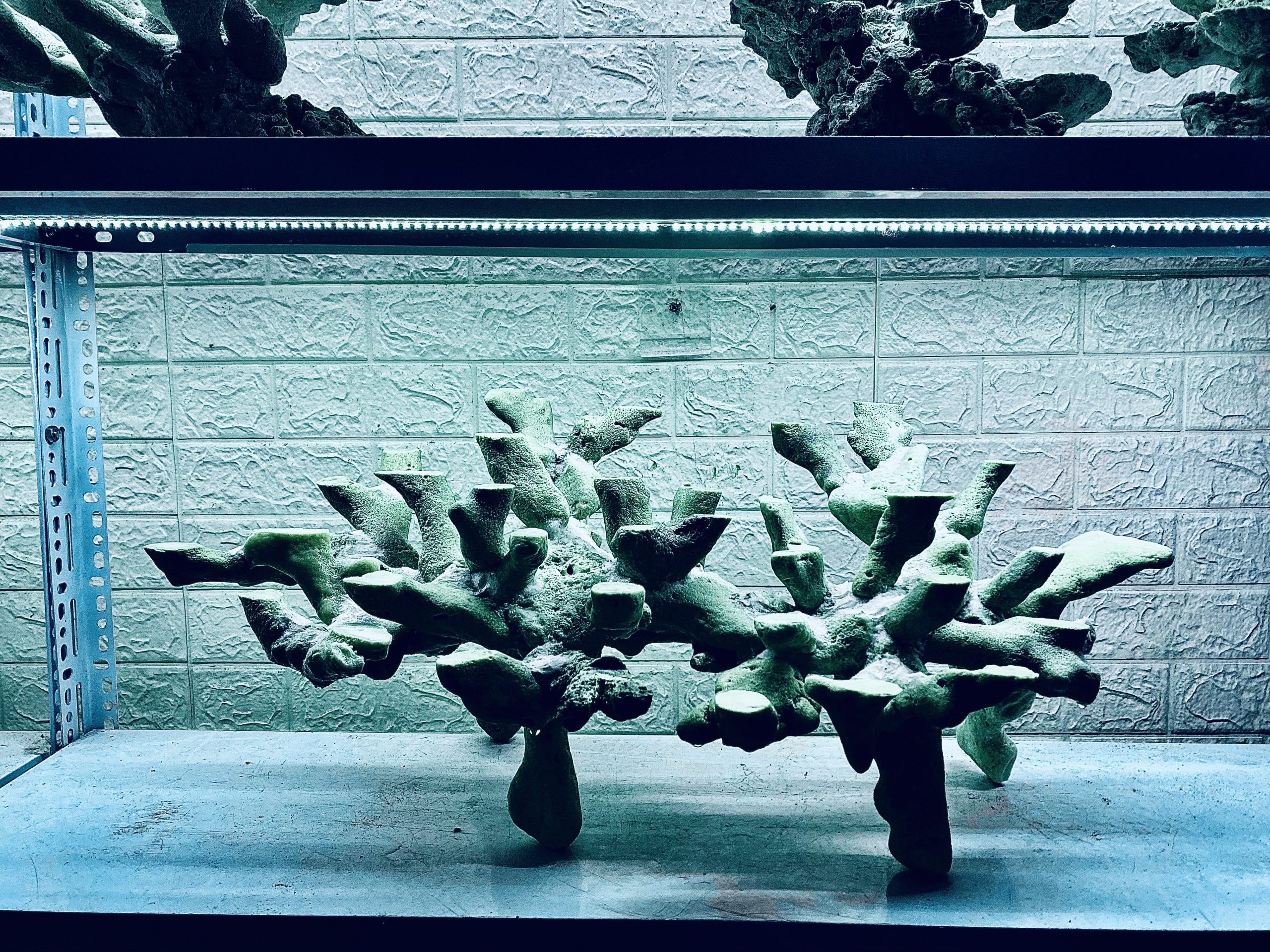 layout-ca-bien-royalaqua (419)