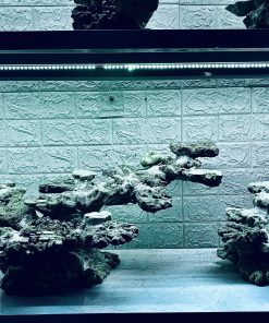 MÃ 382 - LAYOUT CÁ BIỂN BỂ 80CM - ROYALAQUA