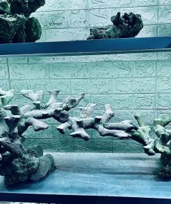 MÃ 384 - LAYOUT CÁ BIỂN BỂ 120CM - ROYALAQUA