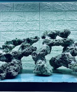 MÃ 386 - LAYOUT CÁ BIỂN BỂ 80x40x40CM - ROYALAQUA