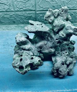 MÃ 388 - LAYOUT CÁ BIỂN BỂ 30CM - ROYALAQUA