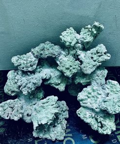 MÃ 255 - LAYOUT CÁ CẢNH BIỂN BỂ 40CM - ROYALAQUA