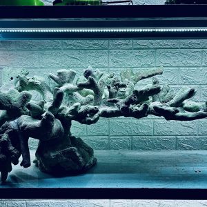 MÃ 391 - LAYOUT CÁ BIỂN BỂ 80CM - ROYALAQUA