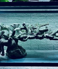 MÃ 391 - LAYOUT CÁ BIỂN BỂ 80CM - ROYALAQUA