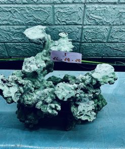 MÃ 392 - LAYOUT CÁ BIỂN BỂ 30CM - ROYALAQUA