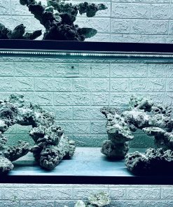 MÃ 396 - LAYOUT CÁ BIỂN BỂ 120CM - ROYALAQUA