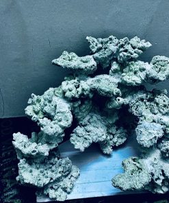 MÃ 256 - LAYOUT CÁ CẢNH BIỂN BỂ 50CM - ROYALAQUA