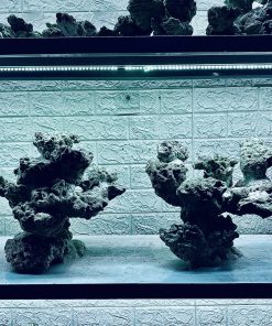 MÃ 397 - LAYOUT CÁ BIỂN BỂ 90x50x50CM - ROYALAQUA