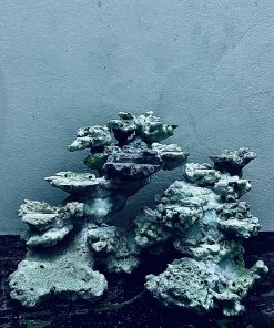 MÃ 257 - LAYOUT CÁ CẢNH BIỂN BỂ 40CM - ROYALAQUA