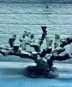 MÃ 398 - LAYOUT CÁ BIỂN BỂ 50CM - ROYALAQUA