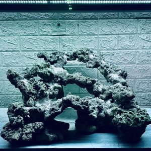 MÃ 399 - LAYOUT CÁ BIỂN BỂ 30CM - ROYALAQUA