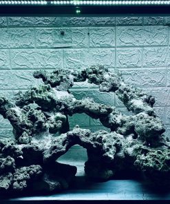 MÃ 399 - LAYOUT CÁ BIỂN BỂ 30CM - ROYALAQUA