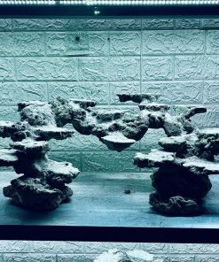 MÃ 400 - LAYOUT CÁ BIỂN BỂ 80CM - ROYALAQUA