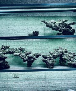 MÃ 401 - LAYOUT CÁ BIỂN BỂ 150CM - ROYALAQUA