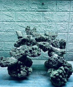 MÃ 404 - LAYOUT CÁ BIỂN BỂ 30CM - ROYALAQUA