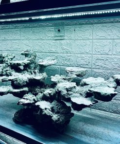 MÃ 407 - LAYOUT CÁ BIỂN BỂ 90CM - ROYALAQUA