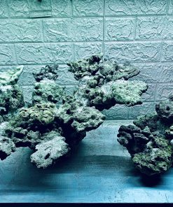 MÃ 409 - LAYOUT CÁ BIỂN BỂ 60CM - ROYALAQUA