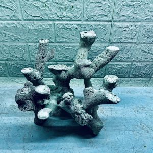 MÃ 411 - LAYOUT CÁ BIỂN BỂ 30CM - ROYALAQUA