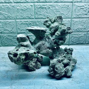 MÃ 412 - LAYOUT CÁ BIỂN BỂ 30CM - ROYALAQUA
