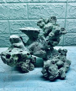 MÃ 412 - LAYOUT CÁ BIỂN BỂ 30CM - ROYALAQUA