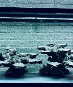 MÃ 413 - LAYOUT CÁ BIỂN BỂ 120CM - ROYALAQUA