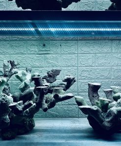 MÃ 414 - LAYOUT CÁ CẢNH BIỂN BỂ 120CM - ROYALAQUA