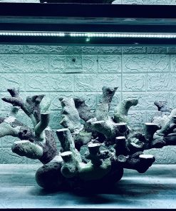 MÃ 415 - LAYOUT CÁ CẢNH BIỂN BỂ 90CM - CƯỜNG AQUARIUM