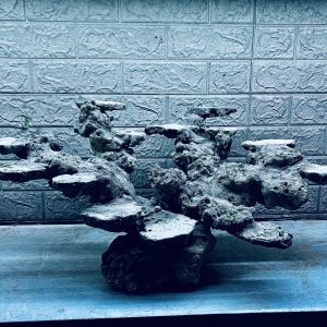 MÃ 416 - LAYOUT CÁ CẢNH BIỂN BỂ 60CM - CƯỜNG AQUARIUM