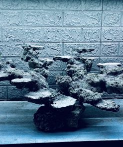 MÃ 416 - LAYOUT CÁ CẢNH BIỂN BỂ 60CM - CƯỜNG AQUARIUM