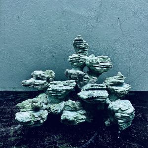 MÃ 259 - LAYOUT CÁ CẢNH BIỂN BỂ 30CM - ROYALAQUA