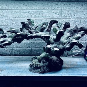 MÃ 418 - LAYOUT CÁ CẢNH BIỂN BỂ 90CM - CƯỜNG AQUARIUM