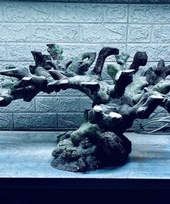 MÃ 418 - LAYOUT CÁ CẢNH BIỂN BỂ 90CM - CƯỜNG AQUARIUM