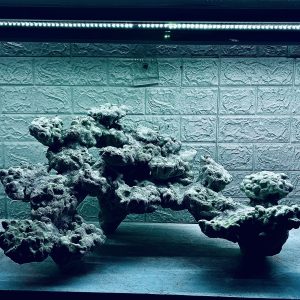 MÃ 419 - LAYOUT CÁ CẢNH BIỂN BỂ 60CM - CƯỜNG AQUARIUM
