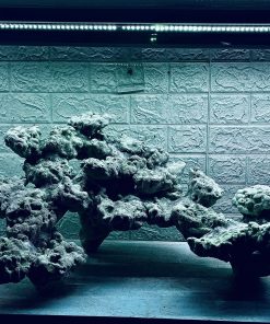 MÃ 419 - LAYOUT CÁ CẢNH BIỂN BỂ 60CM - CƯỜNG AQUARIUM