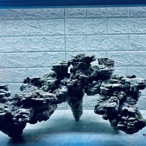 MÃ 420 - LAYOUT CÁ CẢNH BIỂN BỂ 70CM - CƯỜNGAQUARIUM