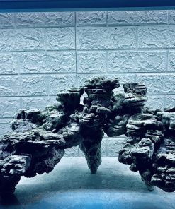 MÃ 420 - LAYOUT CÁ CẢNH BIỂN BỂ 70CM - CƯỜNGAQUARIUM