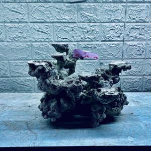 MÃ 421 – LAYOUT CÁ CẢNH BIỂN BỂ 40CM – CƯỜNG AQUARIUM