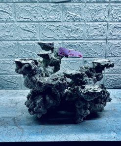 MÃ 421 – LAYOUT CÁ CẢNH BIỂN BỂ 40CM – CƯỜNG AQUARIUM