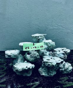 MÃ 260 - LAYOUT CÁ CẢNH BIỂN BỂ 40CM - ROYALAQUA