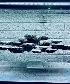 MÃ 425 – LAYOUT BAY CÁ CẢNH BIỂN BỂ 60CM – CƯỜNG AQUARIUM