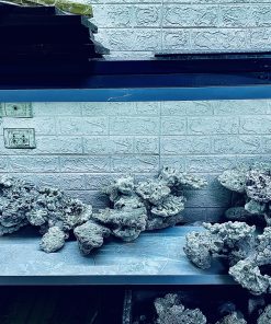 MÃ 426 – LAYOUT CÁ CẢNH BIỂN BỂ 120CM – CƯỜNG AQUARIUM