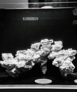 MÃ 439 - LAYOUT BAY CÁ CẢNH BIỂN BỂ 60CM - CƯỜNGAQUARIUM