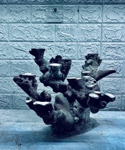 MÃ 427 – LAYOUT CÁ CẢNH BIỂN BỂ 40CM – CƯỜNG AQUARIUM