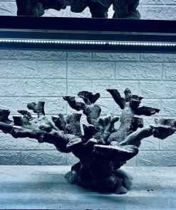 MÃ 428 – LAYOUT CÁ CẢNH BIỂN BỂ 60CM – CƯỜNG AQUARIUM