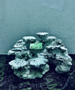 MÃ 261 - LAYOUT CÁ CẢNH BIỂN BỂ 30CM - ROYALAQUA