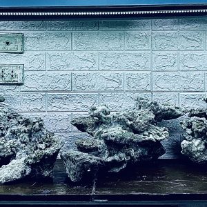 MÃ 429 – LAYOUT CÁ CẢNH BIỂN BỂ 120CM – CƯỜNG AQUARIUM